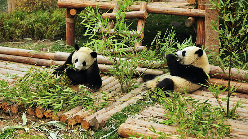 Chengdu